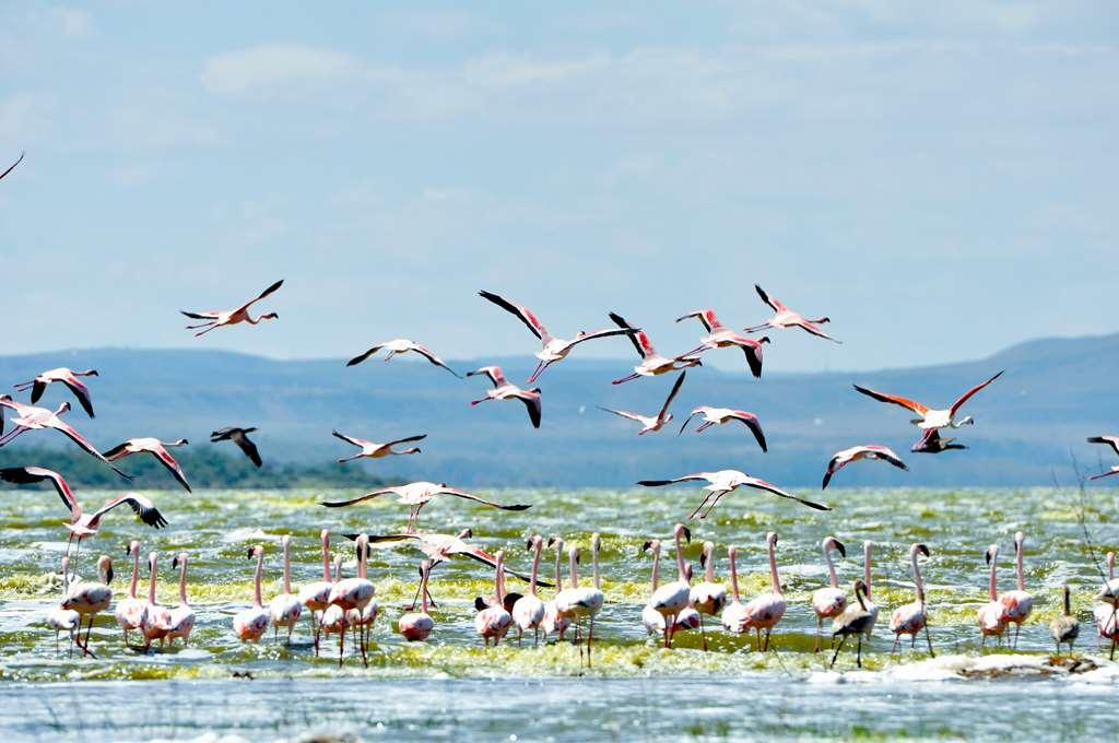 Lake Elmenteita Serena Camp Zewnętrze zdjęcie