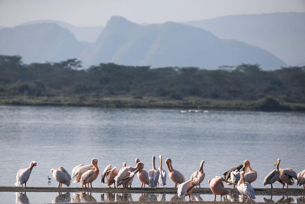 Lake Elmenteita Serena Camp Zewnętrze zdjęcie