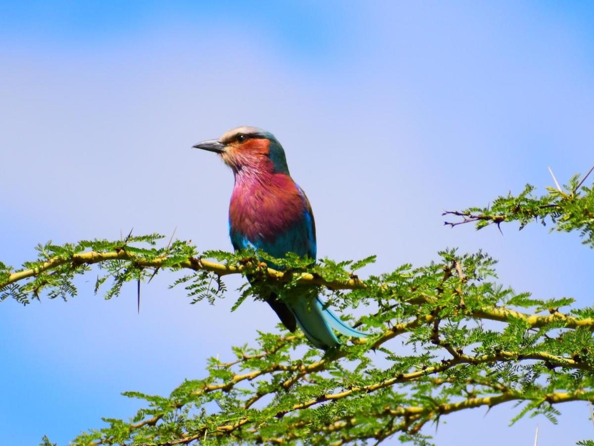 Lake Elmenteita Serena Camp Zewnętrze zdjęcie