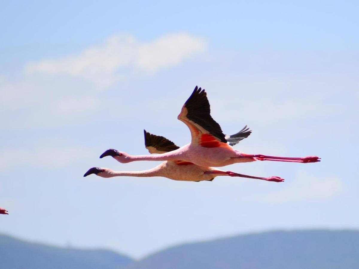 Lake Elmenteita Serena Camp Zewnętrze zdjęcie