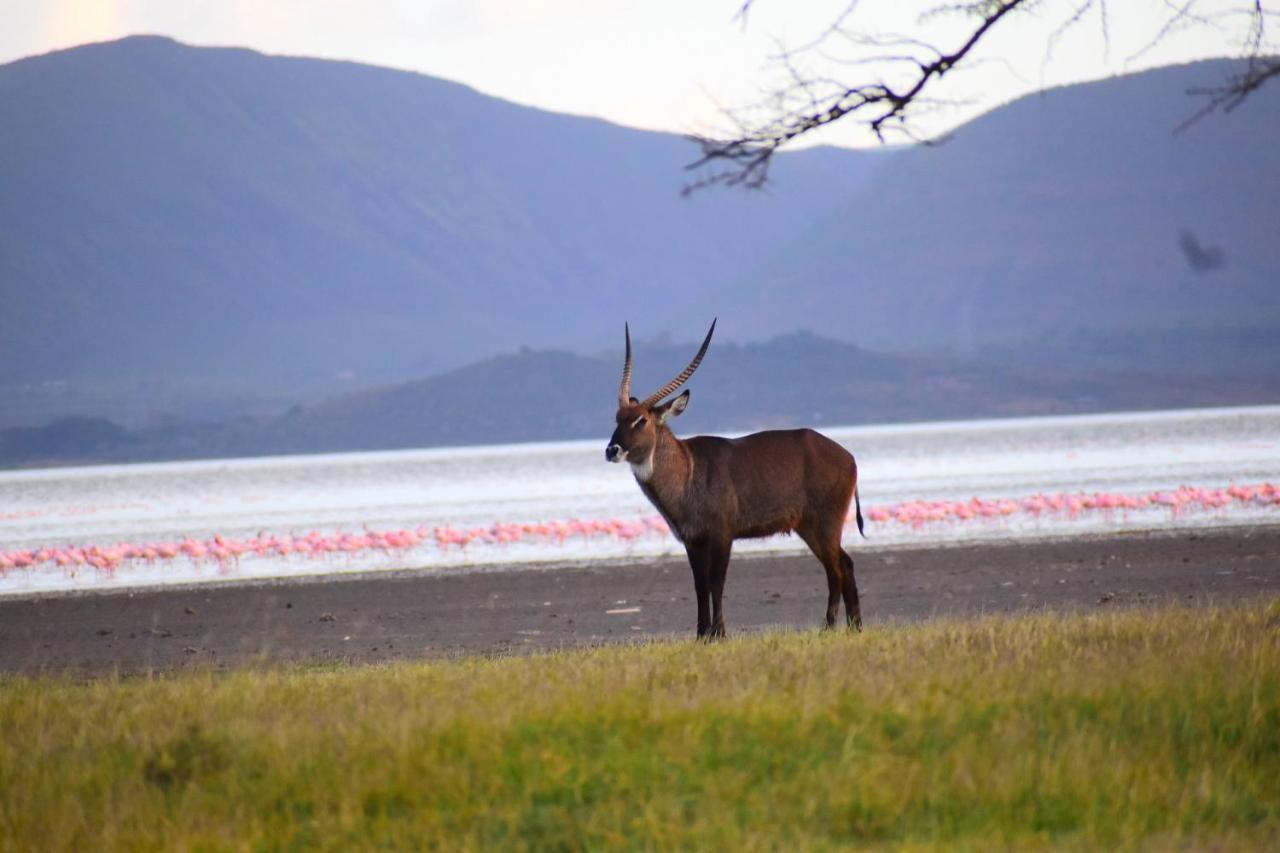 Lake Elmenteita Serena Camp Zewnętrze zdjęcie