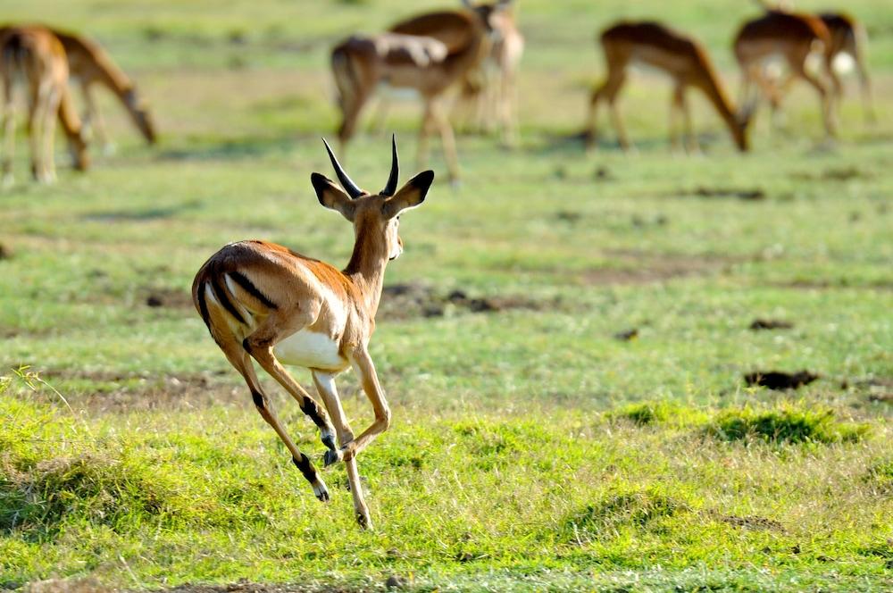 Lake Elmenteita Serena Camp Zewnętrze zdjęcie